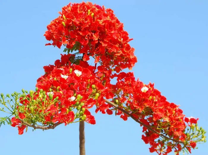 Hoa phượng: Loài hoa gắn liền với kỷ niệm của tuổi học trò - FLoLi