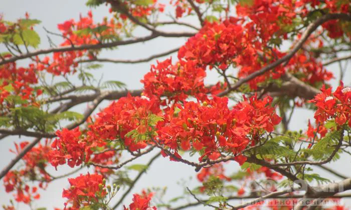 Hoa phượng khoe sắc sớm