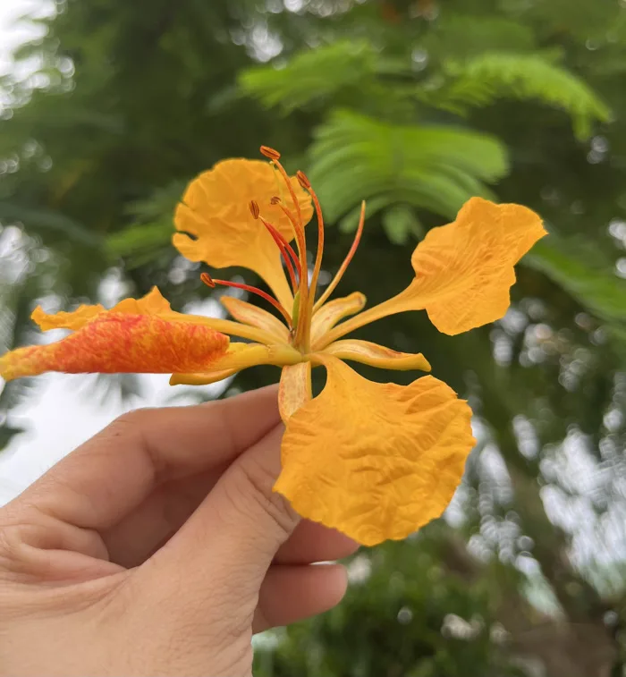 Về Tây Đô ngắm hoa phượng vàng gọi hè
