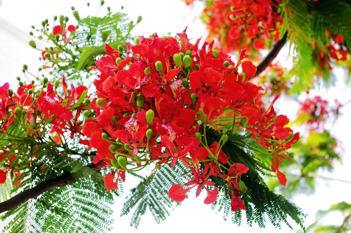 Giống Cây Phượng