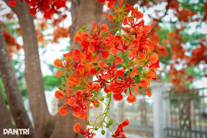 Hoa phượng 