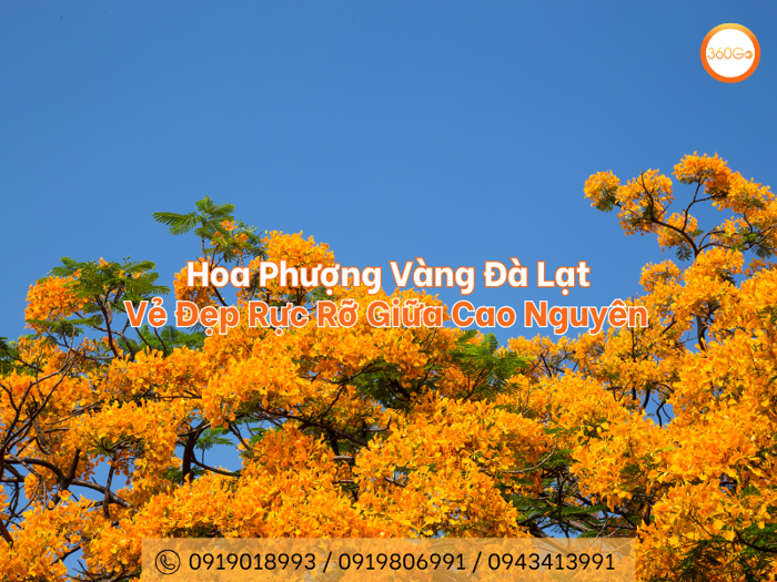 Mùa Hoa Phượng Vàng Đà Lạt - Vẻ Đẹp Rực Rỡ Giữa Cao Nguyên