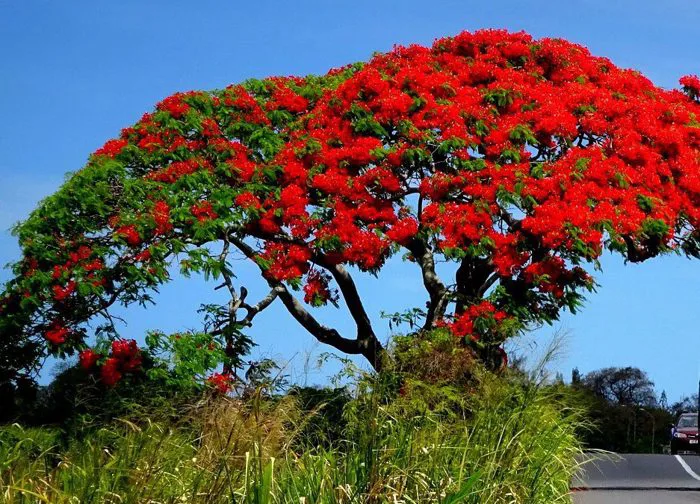 Hoa Phượng - Biểu tượng và ý nghĩa của cây Hoa Phượng Vĩ