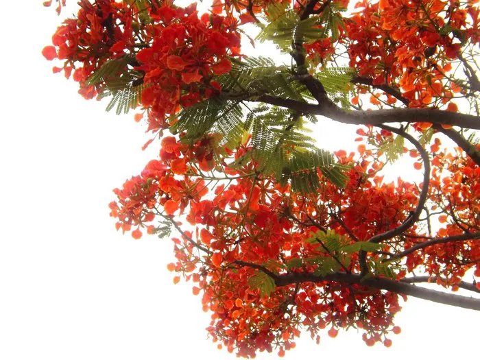 Tháng 5, rợp trời hoa phượng nở