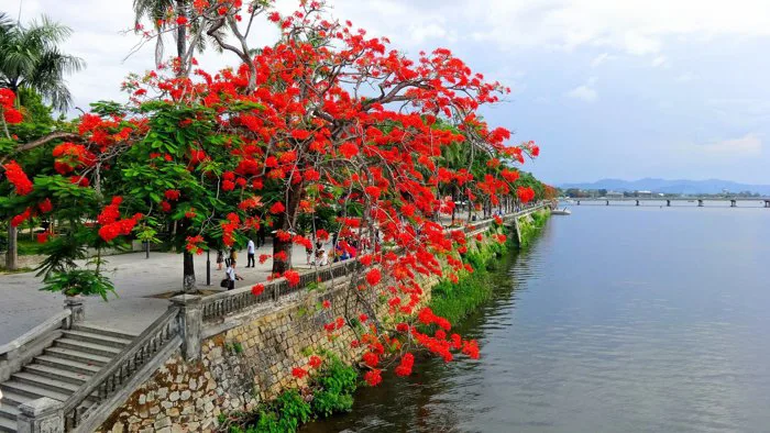 Hoa Phượng | Potico.vn