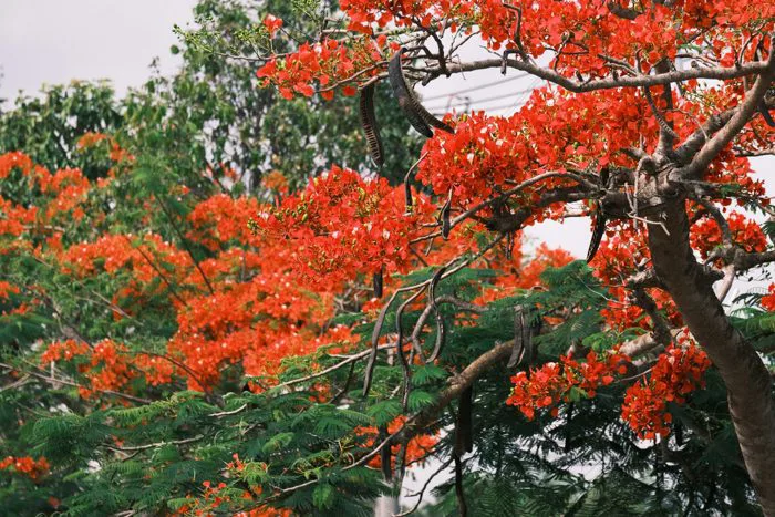 Phượng nở, ký ức tuổi học trò lại ùa về