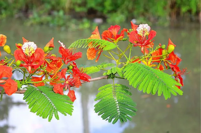 Mê mẩn trong sắc vàng rực rỡ của hoa phượng trên đất Tây Đô
