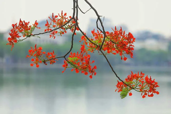 Ngắm hoa phượng nở rực trời Hà Nội những ngày vào hạ