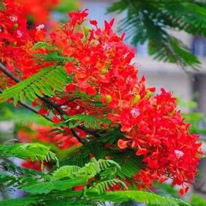 Cây hoa phượng đỏ nở vào mùa hè - Mon Hasfarm - Cây Hoa Hồng, Cây Cảnh &  Cây Phong Thủy Uy Tín