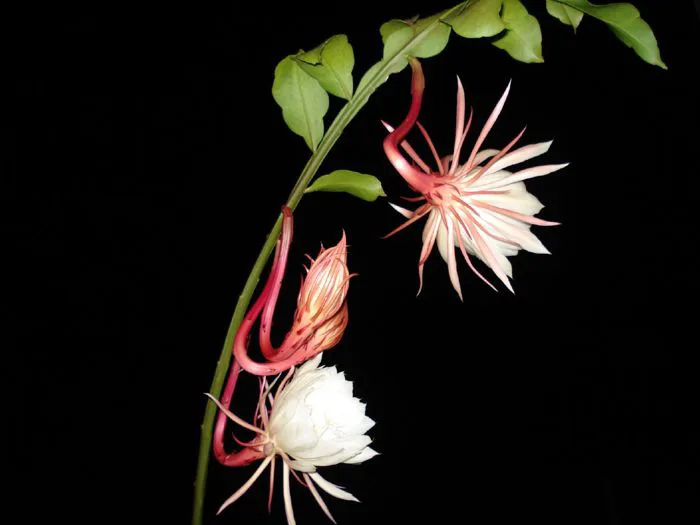 Dạ Quỳnh – Wikipedia tiếng Việt