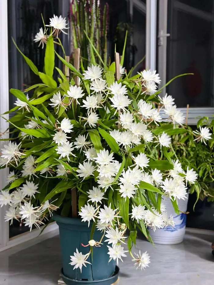 Quỳnh Lá Nhỏ: 