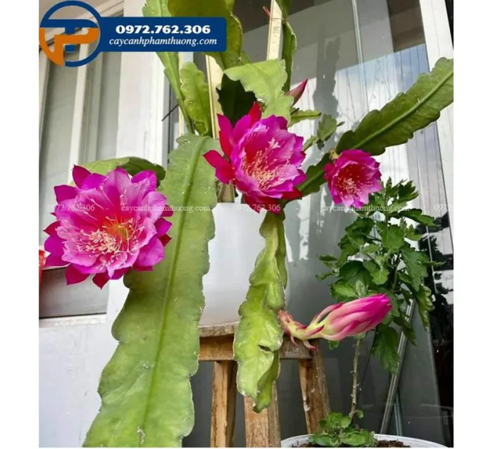Cây hoa nhật quỳnh - Cây Cảnh Phạm Thương