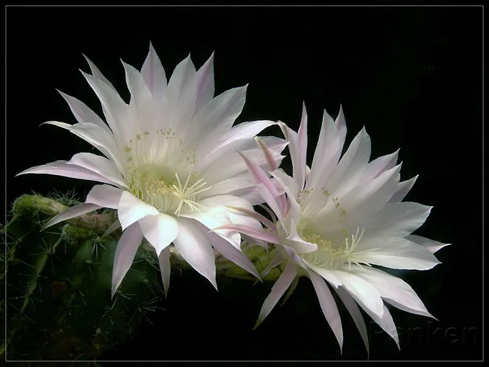 HƯƠNG SẮC HOA QUỲNH – Hoa Khô IRIS