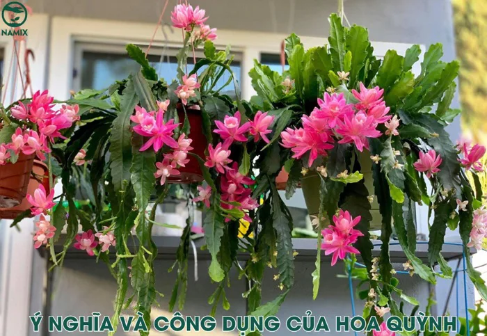 Cách trồng hoa quỳnh để cây khỏe ra nhiều hoa đẹp, ít sâu bệnh