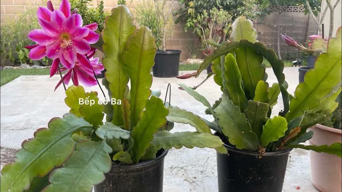 Cách trồng hoa quỳnh bằng cách giâm cành và cách chăm sóc hoa quỳnh