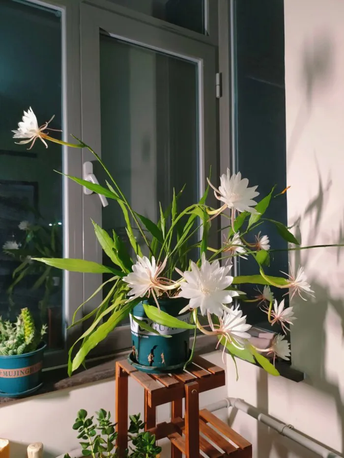 Loại hoa quỳnh nở bất chấp ngày đêm, khoe sắc quanh năm, mang hương thơm  nồng nàn khắp vườn