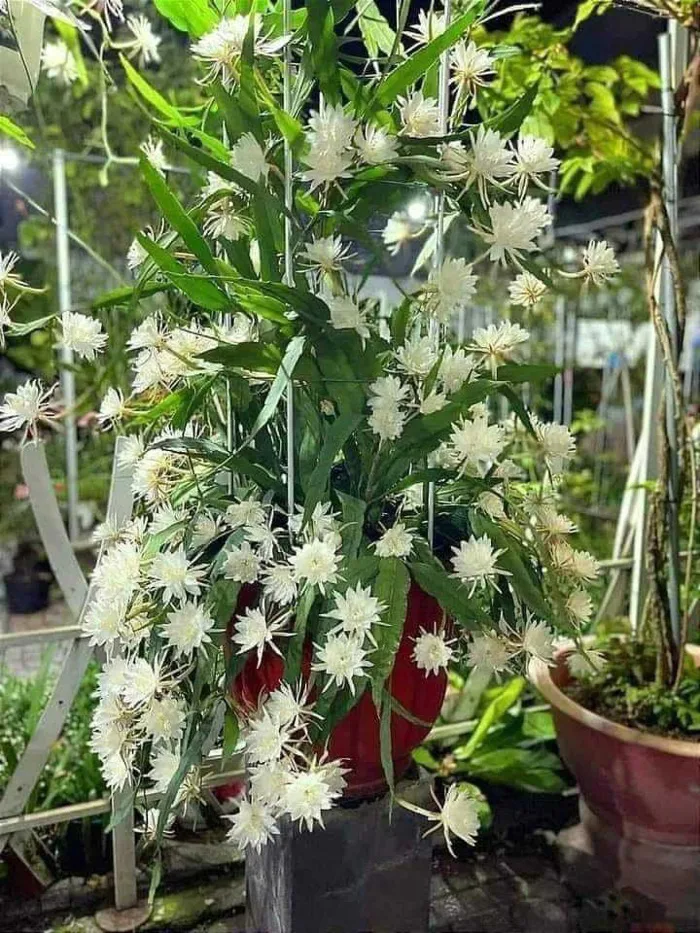 Cây hoa quỳnh trắng thái - Công Ty TNHH Trúc Vũ Farm
