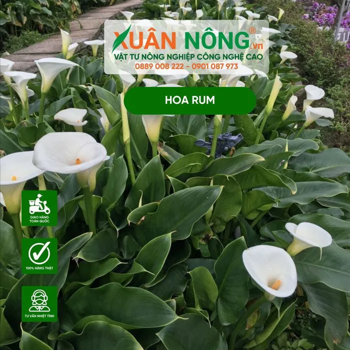 Cây hoa rum: Đặc điểm, cách trồng và chăm sóc