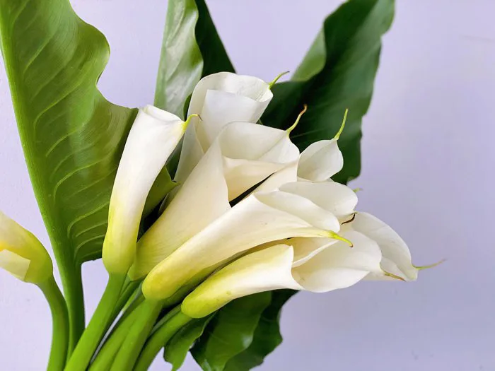 Củ giống Hoa Rum (Calla Lily) Trắng dòng cao chuyên cắt cành - Công Ty TNHH  Trúc Vũ Farm