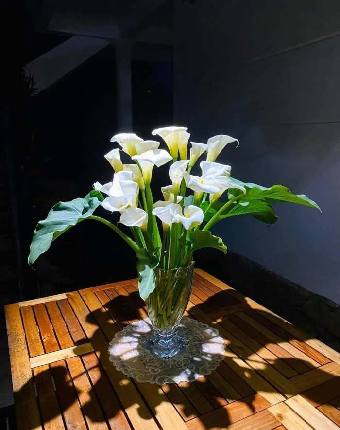 Loài hoa “đỏng đảnh” nhưng nhất định phải cắm vào mùa hè, ưa sáng, chịu  được nhiệt độ cao, độ bền lên tới 15 ngày