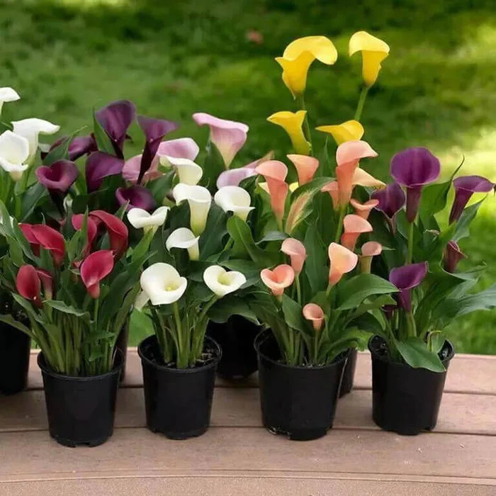 Ý nghĩa của Hoa Rum | Hạnh phúc và viên mãn trong tình yêu - FLoLi