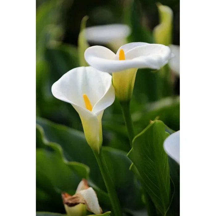 Cây Hoa Rum - Calla Lily - Jun Garden