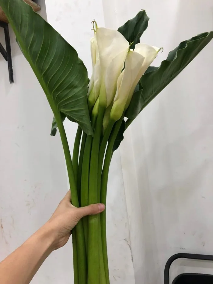 Củ giống Hoa Rum (Calla Lily) Trắng dòng cao chuyên cắt cành - Công Ty TNHH  Trúc Vũ Farm