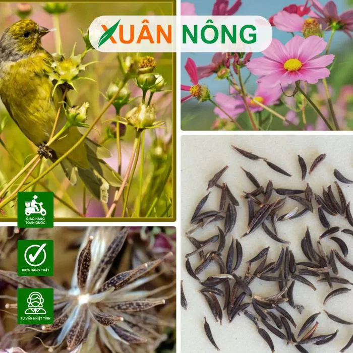 CÁCH TRỒNG HOA SAU NHÁI NỞ ĐẸP QUANH NĂM, DỄ TRỒNG TẠI NHÀ | Hạt giống,  phân bón, cây giống, nhà lưới, trùn quế