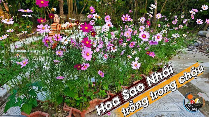 Hướng dẫn cách trồng Hoa Sao Nhái trong chậu bằng cách gieo hạt