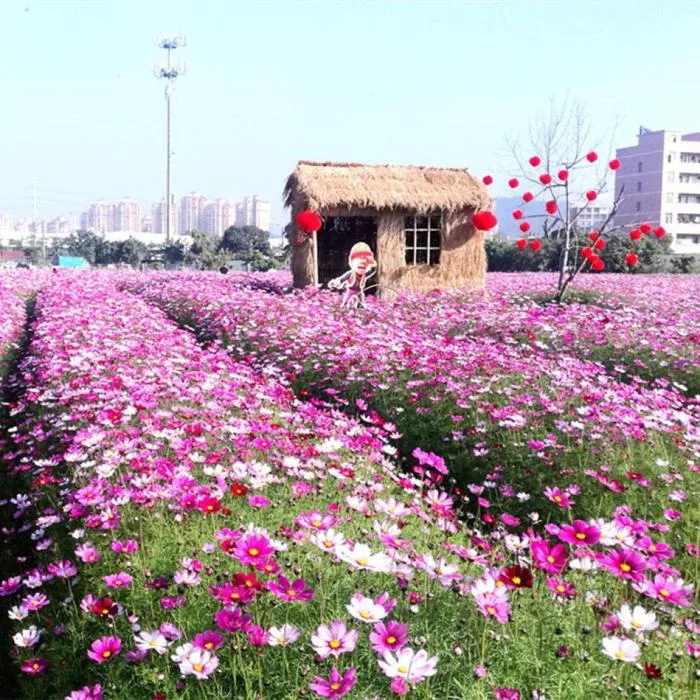 Hạt Giống Hoa Cúc Sao Nhái Hồng