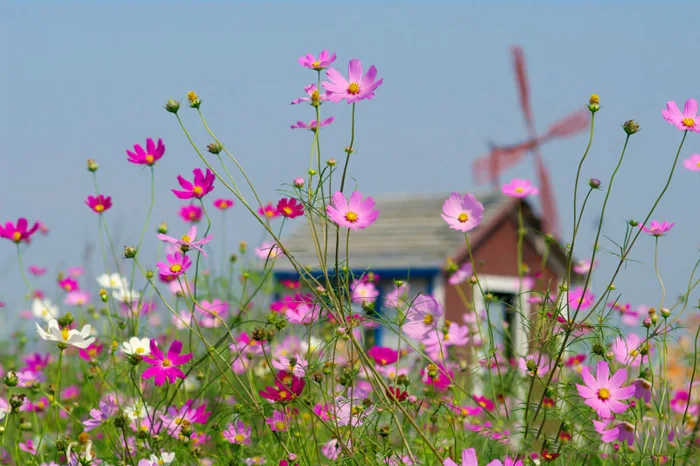 Hạt giống hoa sao nhái