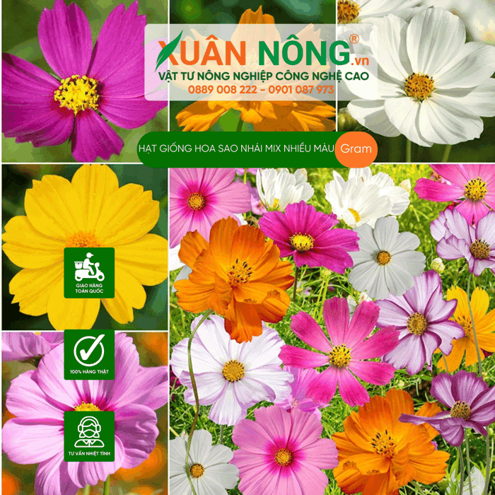 Hạt giống hoa sao nhái mix nhiều màu