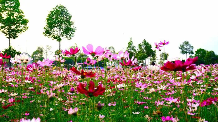Nườm nượp người ghé thăm vườn hoa sao nhái nở rộ ở Cần Thơ