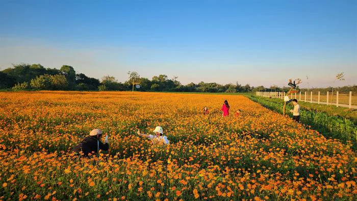 Cánh đồng hoa sao nhái vàng ươm hút nhiều khách đến chơi, chụp ảnh cận tết