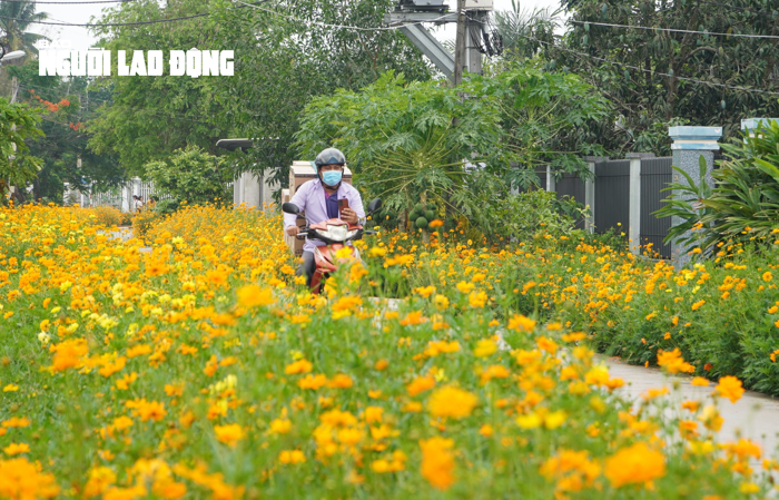 Tuyến đường hoa sao nhái tuyệt đẹp tại huyện Củ Chi, TP HCM - Báo Người Lao  Động