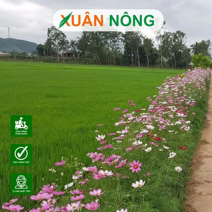 CÁCH TRỒNG HOA SAU NHÁI NỞ ĐẸP QUANH NĂM, DỄ TRỒNG TẠI NHÀ | Hạt giống,  phân bón, cây giống, nhà lưới, trùn quế