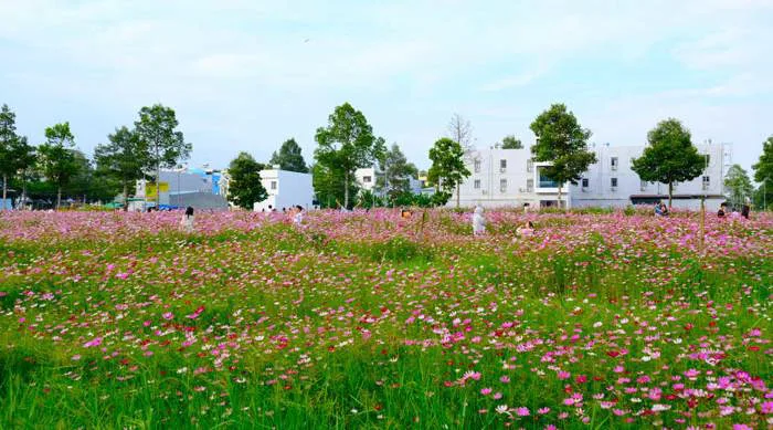 Nườm nượp người ghé thăm vườn hoa sao nhái nở rộ ở Cần Thơ