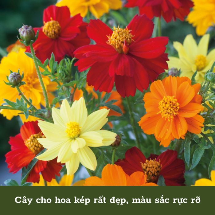 Hạt giống hoa sao nhái kép nhiều màu 518 | Vườn Sài Gòn