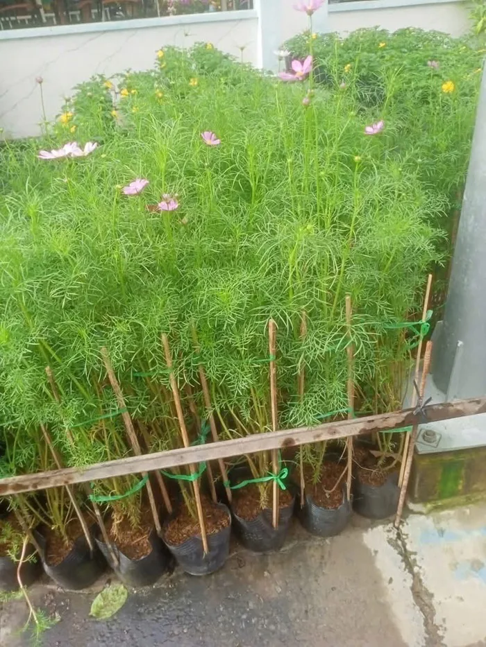 Cây Hoa Sao Nhái
