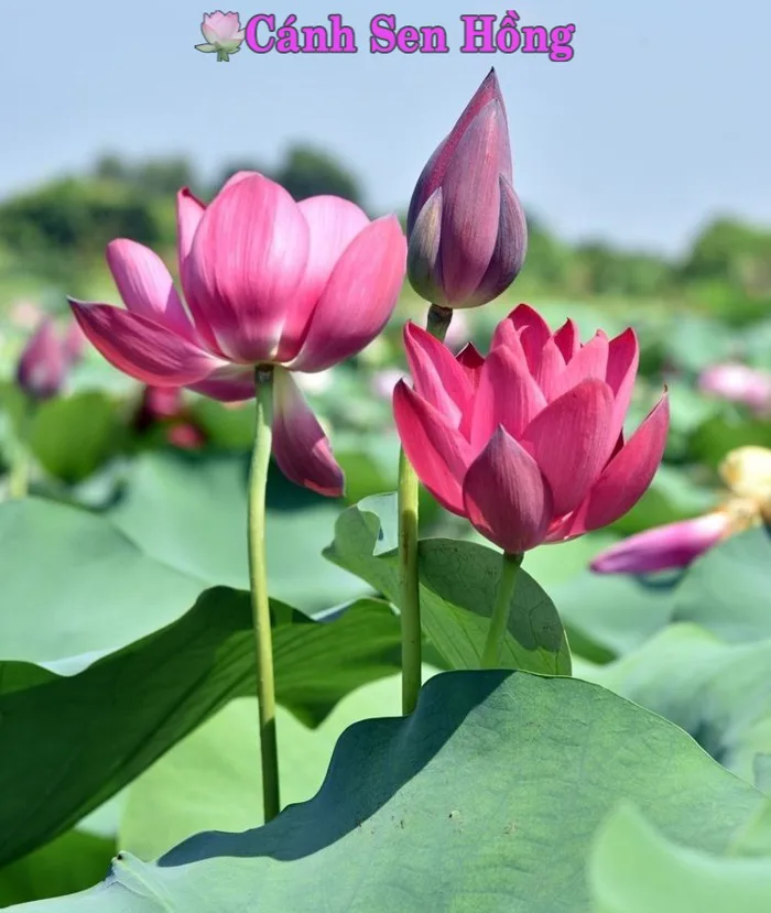 Cây hoa sen truyền thống