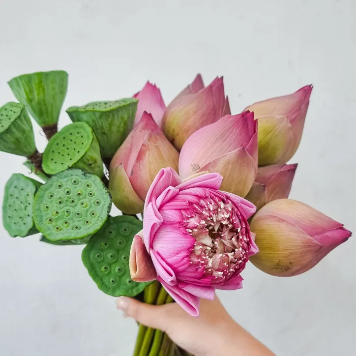 Có nên chọn hoa sen làm quà tặng? Những mẫu hoa sen đẹp và ý nghĩa của hoa  về hoa tươi, điện hoa