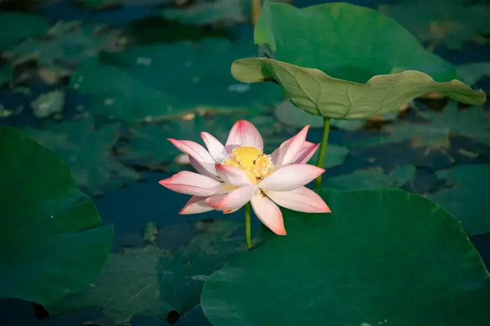 Ý nghĩa hoa sen trong đời sống người Việt Nam