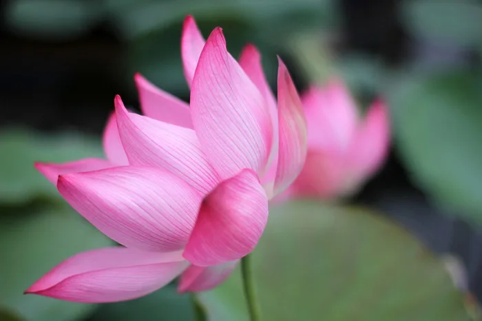 Hoa Sen Vietnam Lotus - Free photo on Pixabay