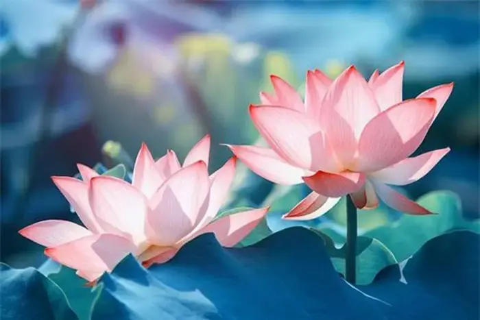 Ý nghĩa hoa sen trong đời sống người Việt Nam