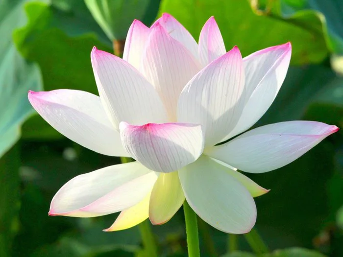 Vietnamese Lotus | Potico.vn