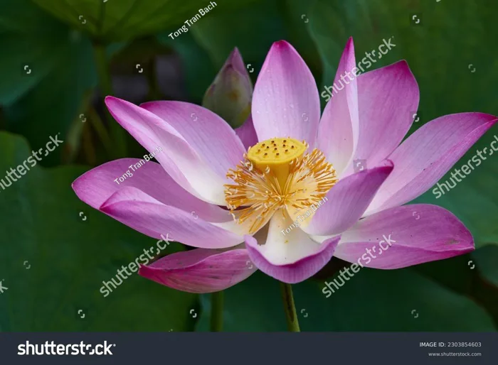 Lotus Flower Hoa Sen Ảnh Hoa Stock Photo 2303854603 | Shutterstock