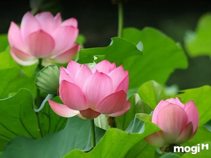 Giải Mã Ý Nghĩa Của Hoa Sen Trong Văn Hóa Việt Nam – Ecolotus