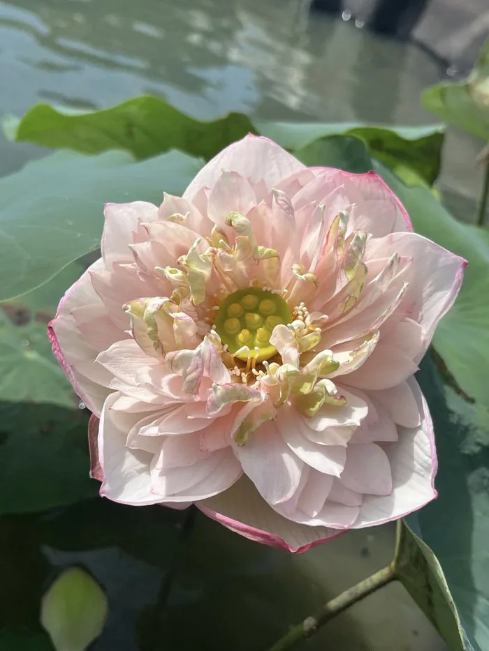 HOA SEN ” Sakura ” - Công Ty TNHH Trúc Vũ Farm