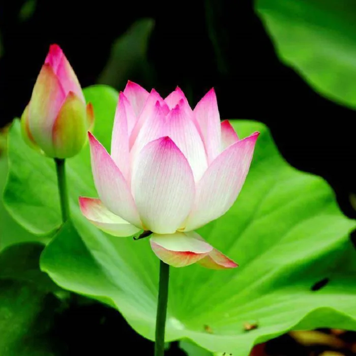 Những Tác Dụng Tuyệt Vời Từ Hoa Sen