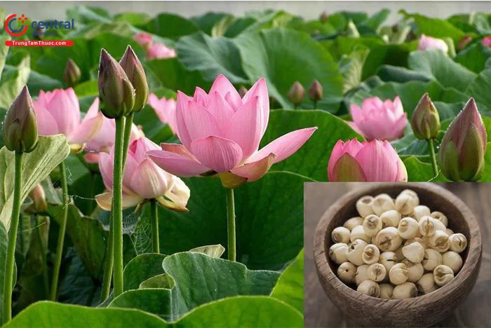 Cây hoa Sen (Nelumbo nucifera Gaerth) - Chữa mất ngủ, cơ thể suy nhược hiệu  quả
